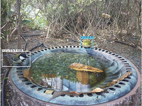 種同定後の写真